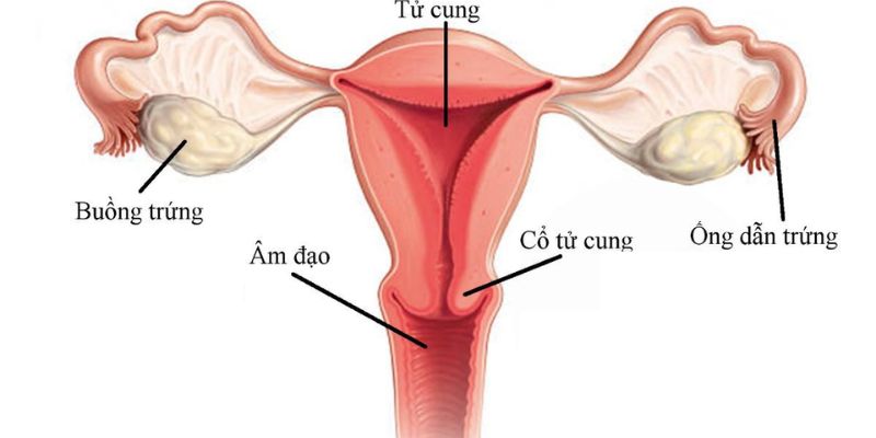 Hình dạng và cấu tạo của tử cung